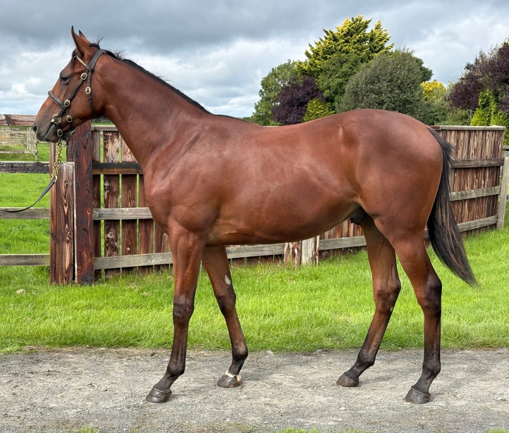 Pheonix of Spain colt – LOT 48 GOFFS ORBY SALE